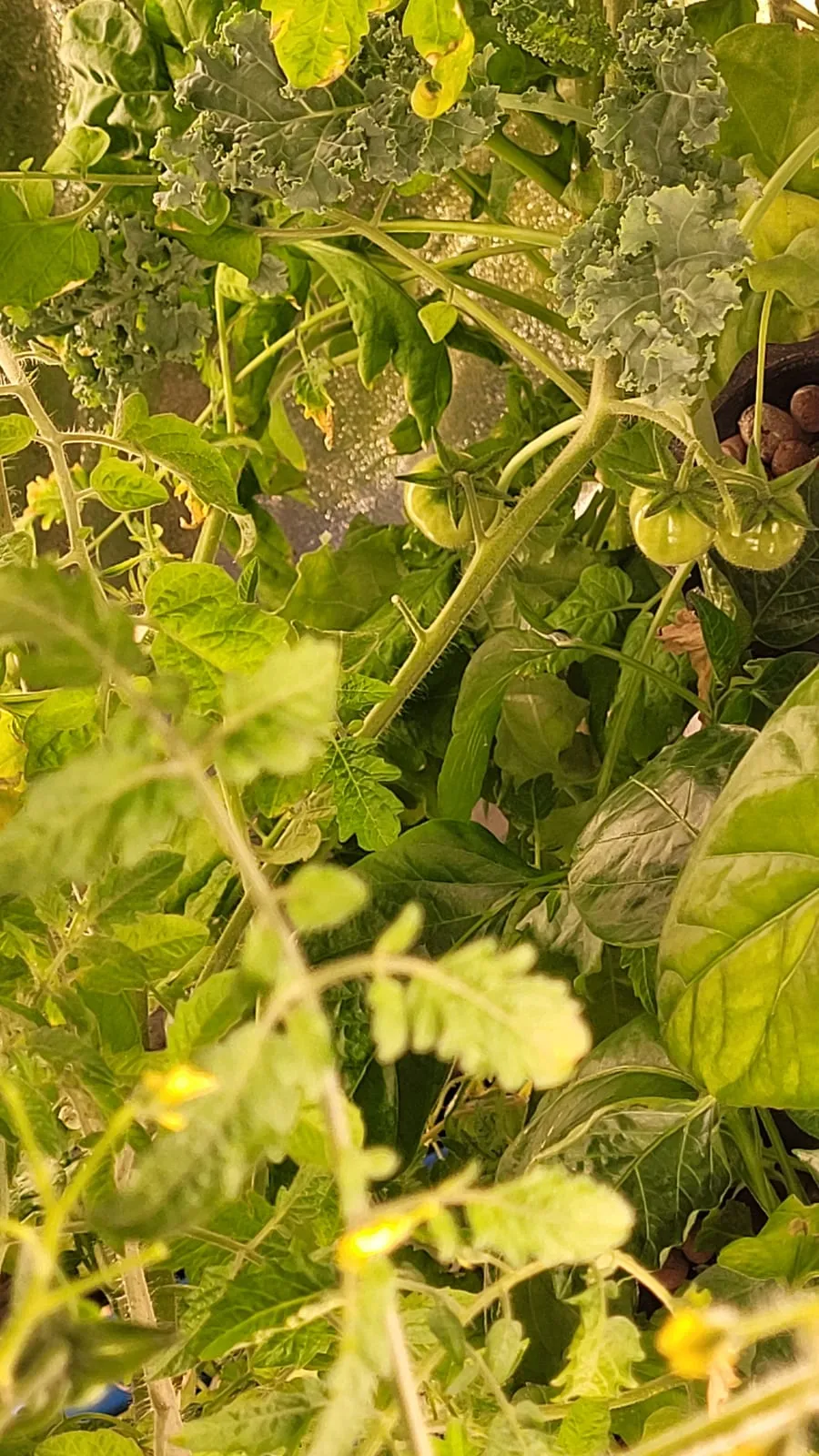 A dense canopy of tomato and pepper foliage growing out of the tower pods