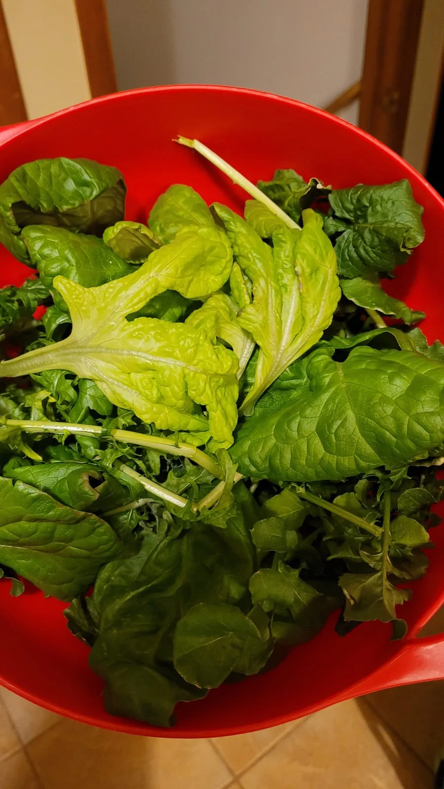 A colander of fresh-cut salad greens