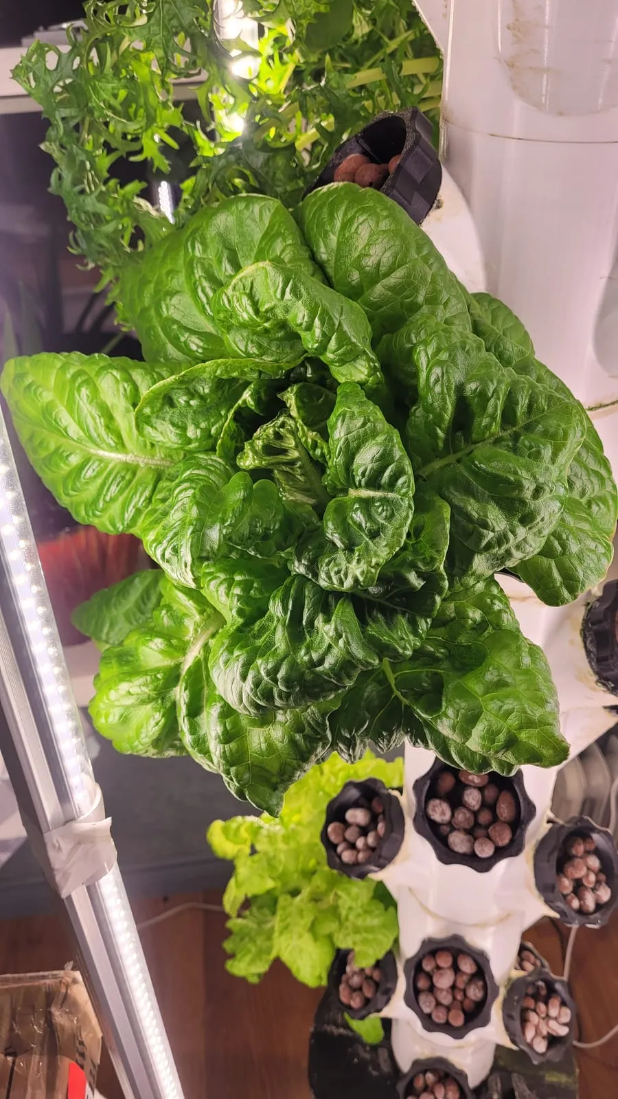 A big head of hydroponic lettuce growing in the net-pot system