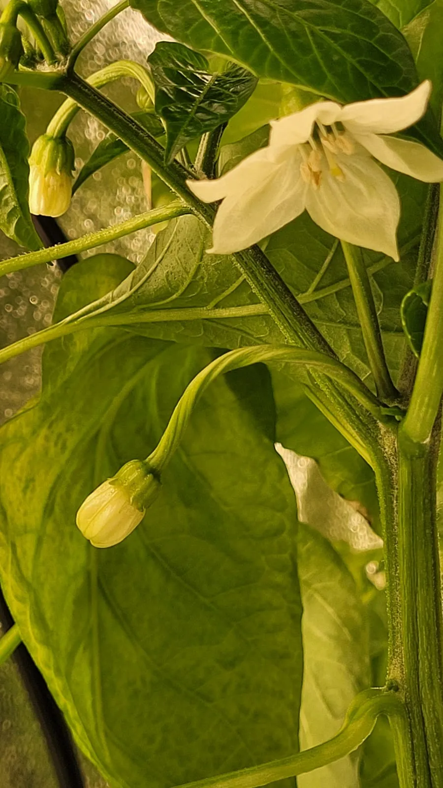 A white pepper blossom and buds on a leafy plant growing in the tower