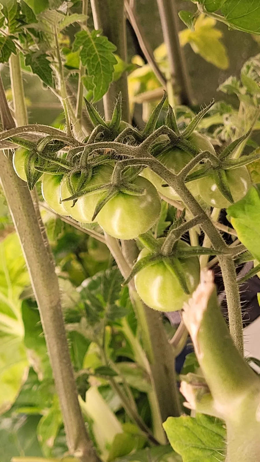 A truss of green tomatoes ripening on the vine in the tower