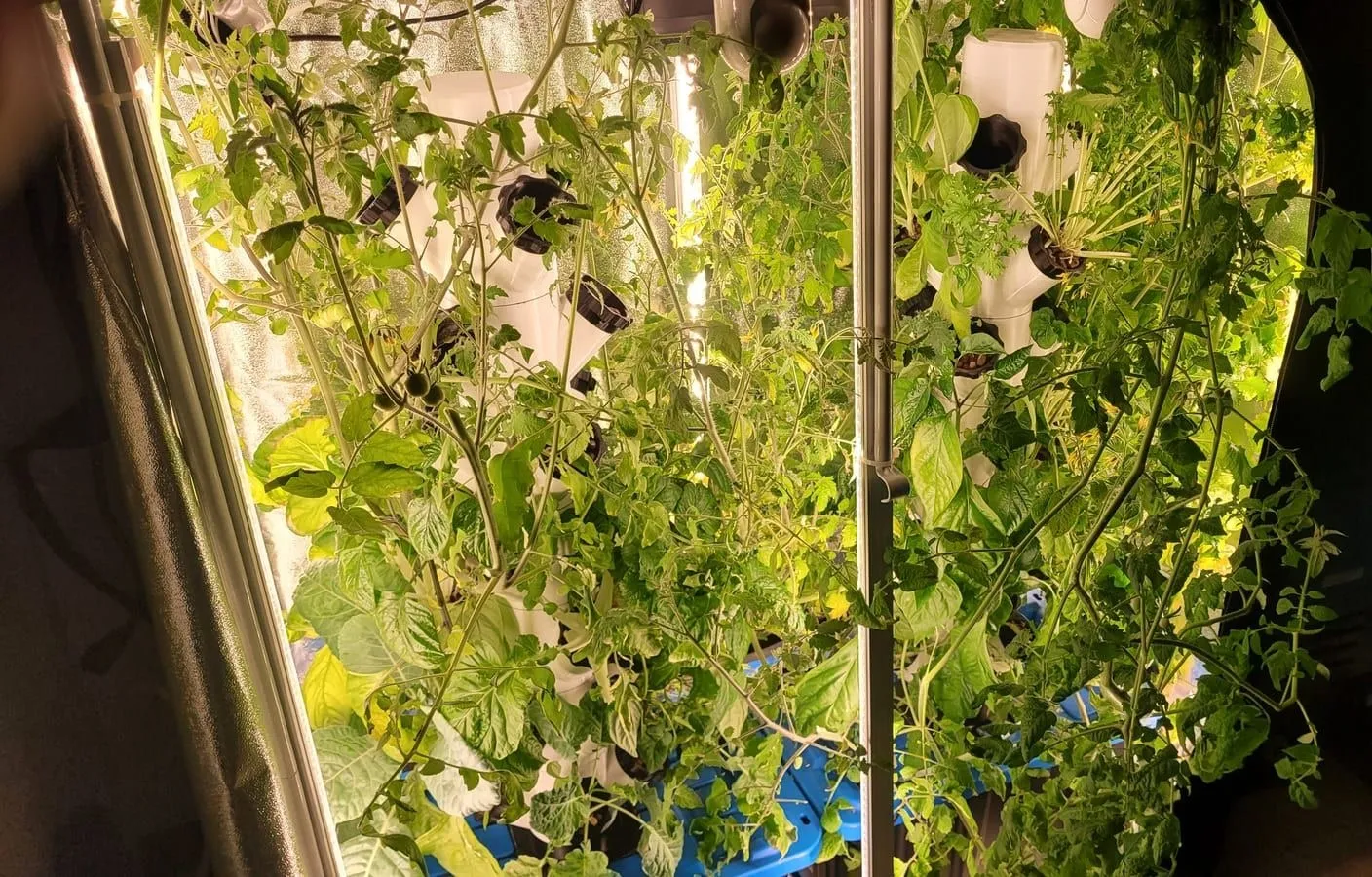 Vertical hydroponic towers full of lush green growth under the lights